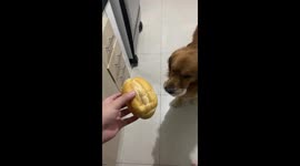 Dog Has A Big Brain