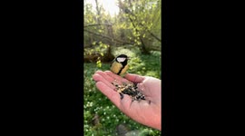 Wild Birds Eat Out of Photographer's Hand