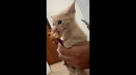 Kitten Goes Crazy for Chicken