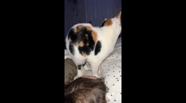 Pumpkin Will Sit In Her Spot
