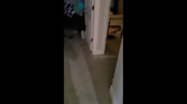 Black Lab Slumbers In Spa Conditions