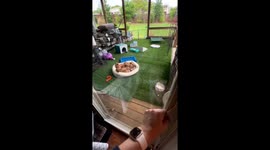 The breakfast stampede: roaring fork ridgebacks' pups dash for delight