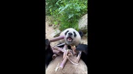 Bamboo bliss: adorable panda finds unusual dining style in Guangzhou!