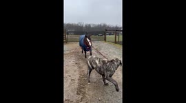 Dog Takes Pony for a Walk
