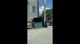 Bear Cubs Climb Fence to Reach Mom