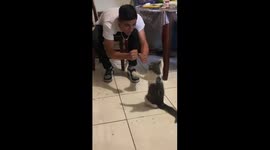 Boyfriend vs Kitten Boxing Match