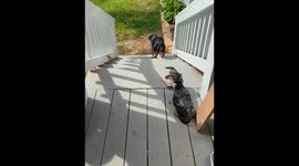 Dog Goes Up Stairs Backwards