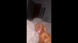 Dog Sleeps With One Eye Open
