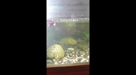 My Red tailed beautiful betta fish is dying  on the fish tank.