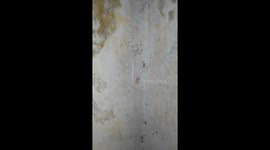 I found some cute little baby spiders on a spooky old bathroom.