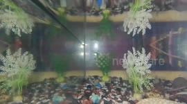 I have some colorful goldfish, blue tailed betta, glofish tetra etcetera aquarium fishes in my fish tank