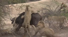 A WATER buffalo’s desperate attempt to fight off a pride of ravenous lions by driving them into a watering hole has been captured in a series of action-packed images and video.