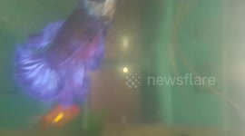 I have some colorful goldfish, blue tailed betta, glofish tetra etcetera aquarium fishes in my fish tank looks stunning.