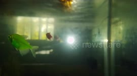 I have some colorful goldfish, blue tailed betta, glofish tetra etcetera aquarium fishes in my aquarium