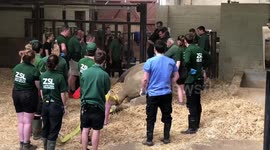 A 2,100kg southern white rhino had a 'dental check-up' - which required the assistance of more than 20 zoo keepers