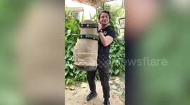 Rescued elephant fitted with a prosthetic foot so he is able to walk again.