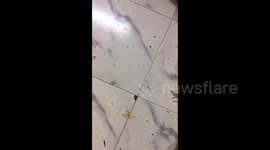 SHOCKING images and video footage have revealed the adverse impact of plastic pollution after a three-foot-long cobra was helped by rescuers to regurgitate plastic waste as big as itself.