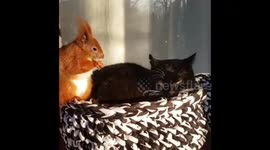 Unlikely friends: Adorable squirrel and 13-year-old male cat are inseparable
