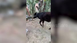 Overexcited baby cow drags girl across yard in Mexico