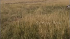 REMARKABLE action photos have caught a hungry lioness taking down an unsuspecting zebra to the shock of the British tourists who witnessed the moment of nature at its most raw.