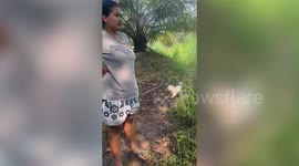 Cute toy dog runs down steep ditch on forest trail