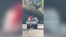 Pet dog stands on back of moving truck enjoying view
