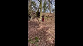 Branch gives way in the forest