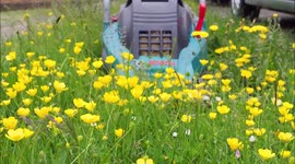 Garden left to go wild at end of No Mow May in Kent, UK