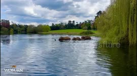 Elephants enjoy their first swim of the summer at UK safari park - followed by dust bath