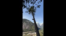 Massive Fir Tree Trimmed By Experienced Logger