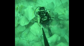 Underwater video scuba diving with a group of rays in Maldives