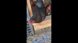 My hens are good therapy they make everyone feel good as we celebrate the basic pleasures of life together I break out in song