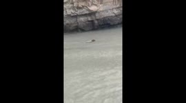 Heroic rescue: man saves stranded calf from torrential floods in Dagestan