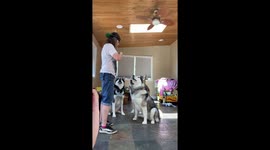 Our Alaskan Malamutes love to do tricks for their treats especially at lunchtime for the children