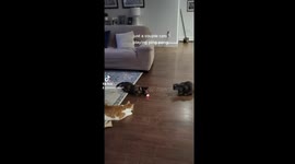 Hilarious video shows cats playing ping pong with laser pointer