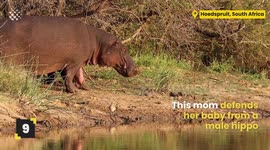 TOP 10 Wild Animal Battles - Animals ESCAPE With Their Lives!