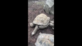 Majestic Tortoise Lifts Its Head in Graceful Motion