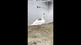 Just a Swan giving its two Cygnets a taxi ride like its no big deal