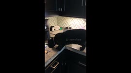 Cat Learns Why He Shouldn't Be On The Counter