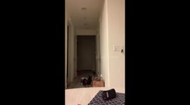 Pomsky Caught Trying to Leave Home