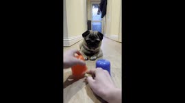 Can Pangpang the Pug Pick the Right Cup