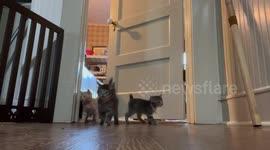 A Tsunami of Kittens