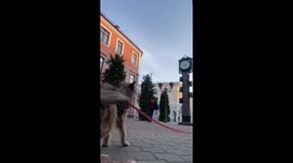 Girl Gets Wrapped Up in Dog's Leash