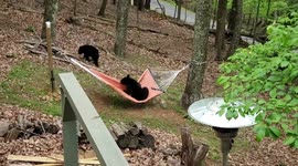 Georgia homeowner films as bear struggles to get to grips with hammock