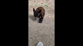 Bear Cub Investigates Shoes