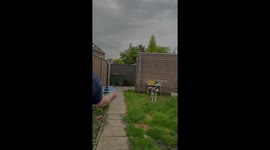 Husky Doesn't Care About Frisbee