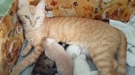 Mi gatita giny,ha dado a luz en mi casa,ha tenido tres cachorros,es una mamá maravillosa.