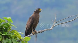 WITNESS the amusing and bizarre moment a small but plucky bird hitched a ride on the back a hapless five-foot-wingspan EAGLE.