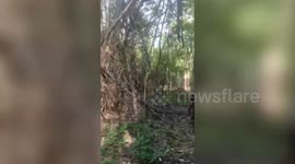 Female tourist 'fights off attacker who tried to rape her in Thai forest'