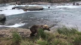 WATCH the remarkable moment a 1000lb Coastal brown bear comes within feet of a group of photographers as up to 100 more fish on the river below.